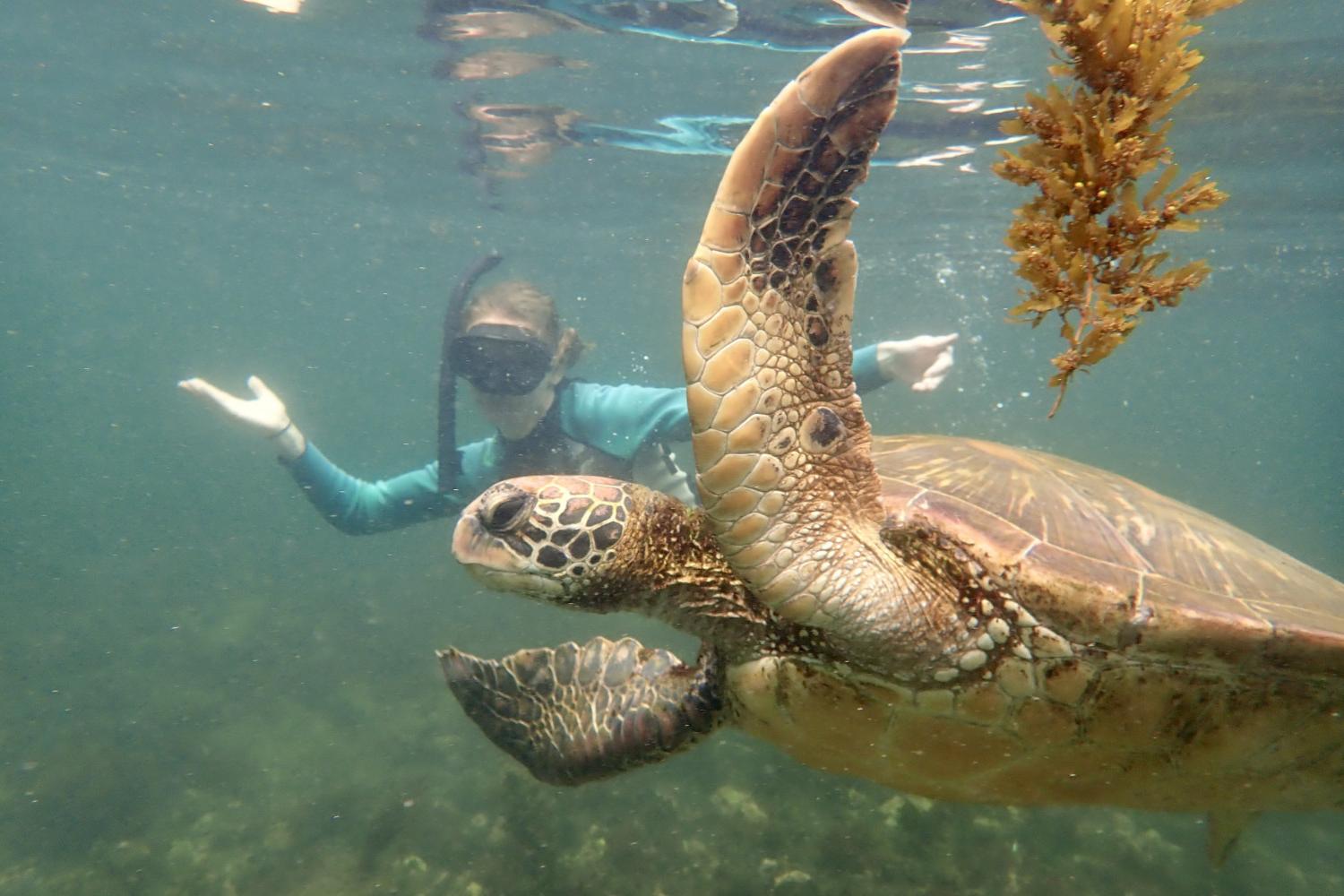 一名<a href='http://rtz3x.fontinagrup.com'>bv伟德ios下载</a>学生在Galápagos群岛游学途中与一只巨龟游泳.